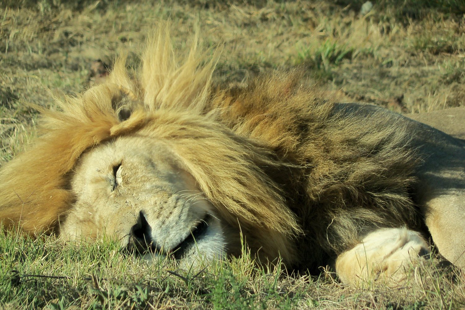 King of The Jungle Sleeping