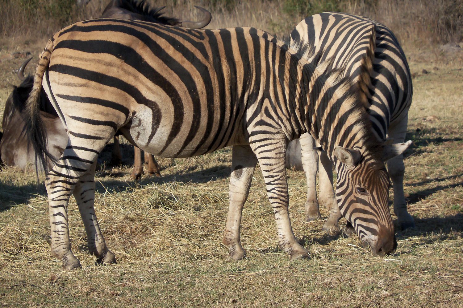 Zebras Grazing Gracefully