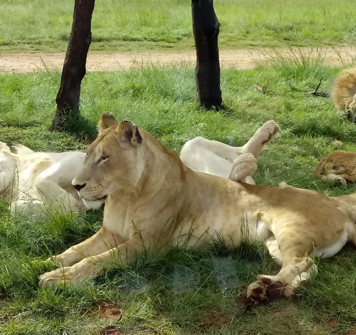 Strength of a Lion Pride