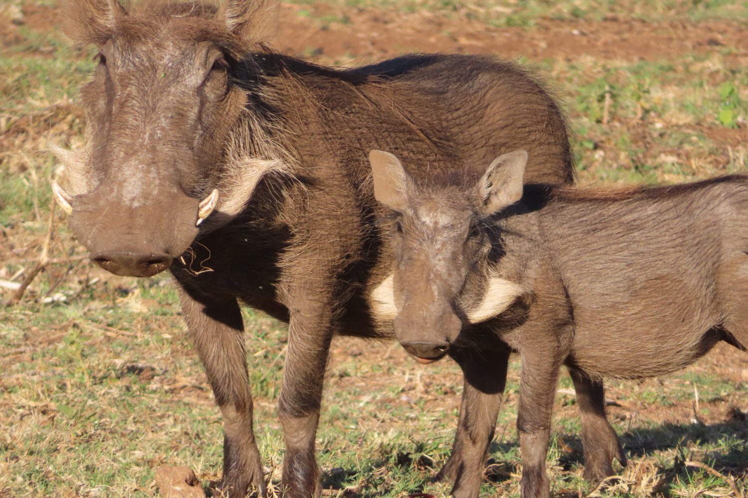 Warthog Mom and Baby