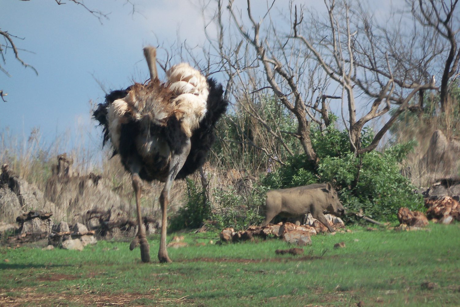 Ostrich Chasing Warthog