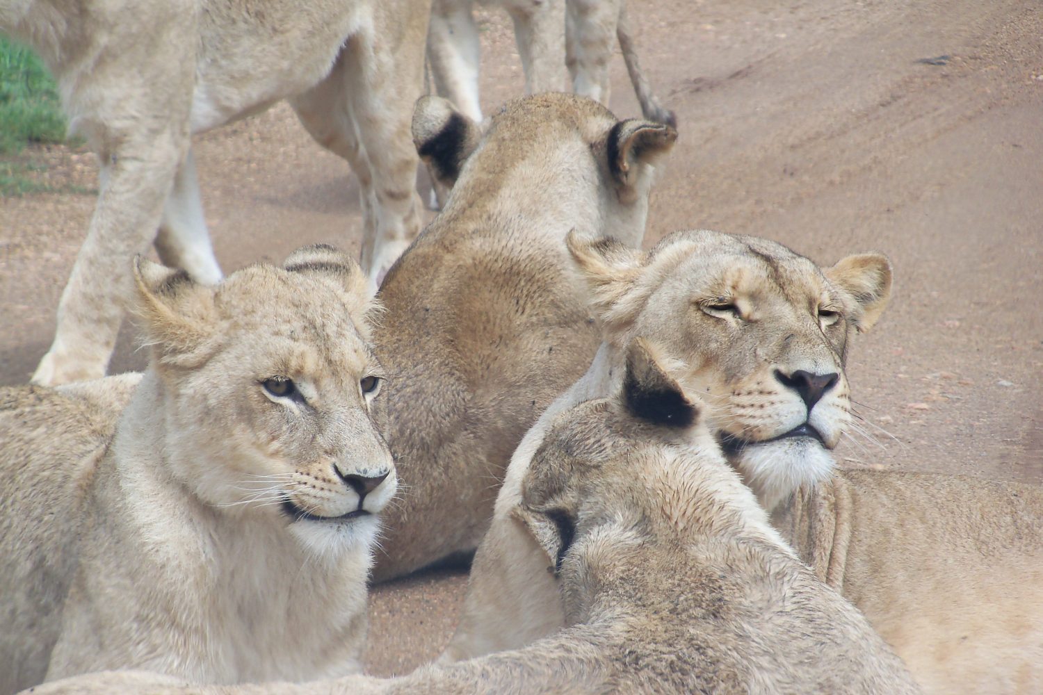 Lion Family Spotted