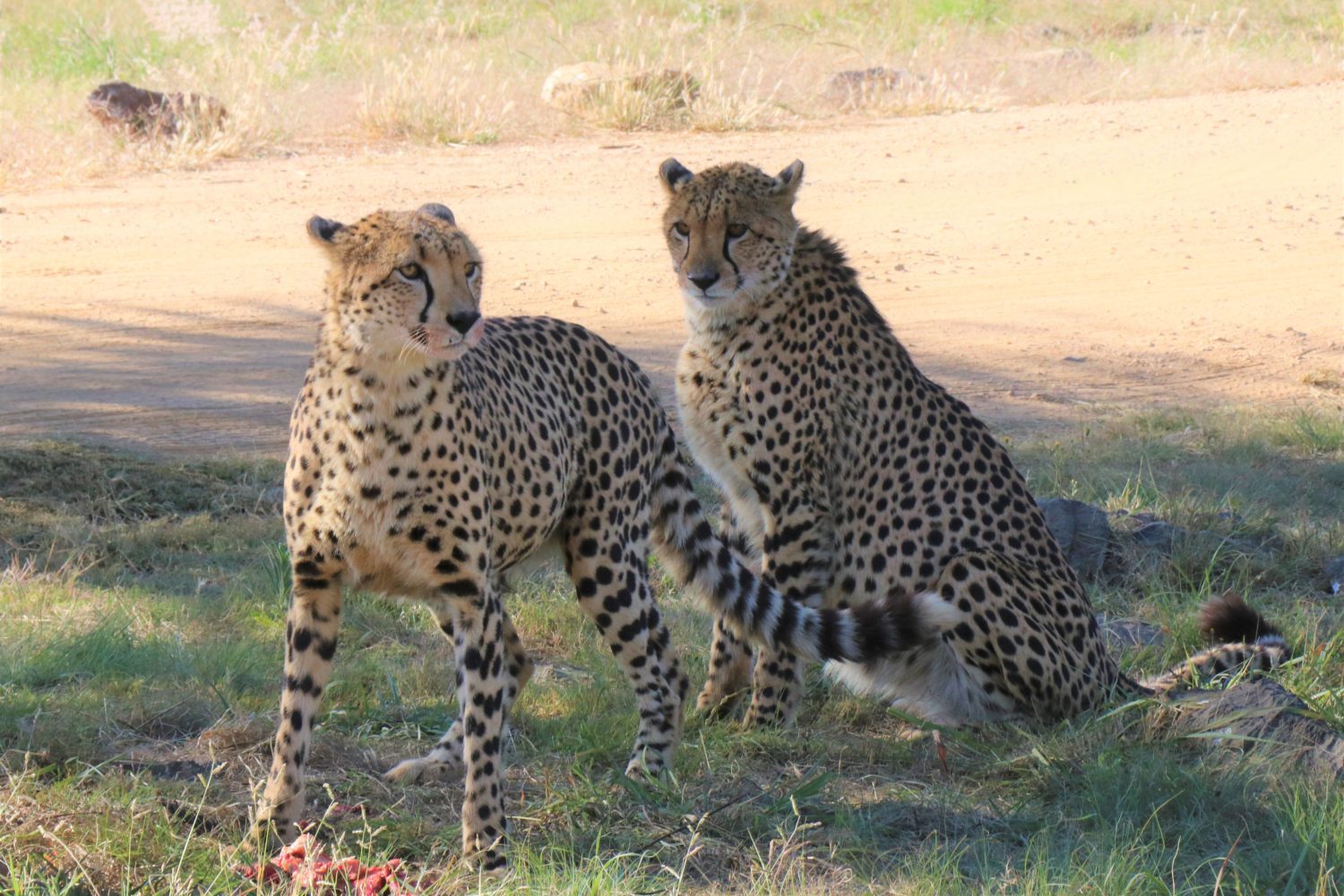 Cheetahs Spotted: See My Country Safaris