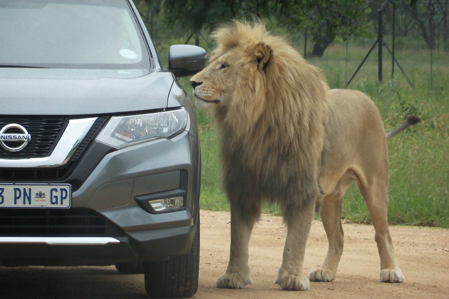 Up Close & Personal with A Lion