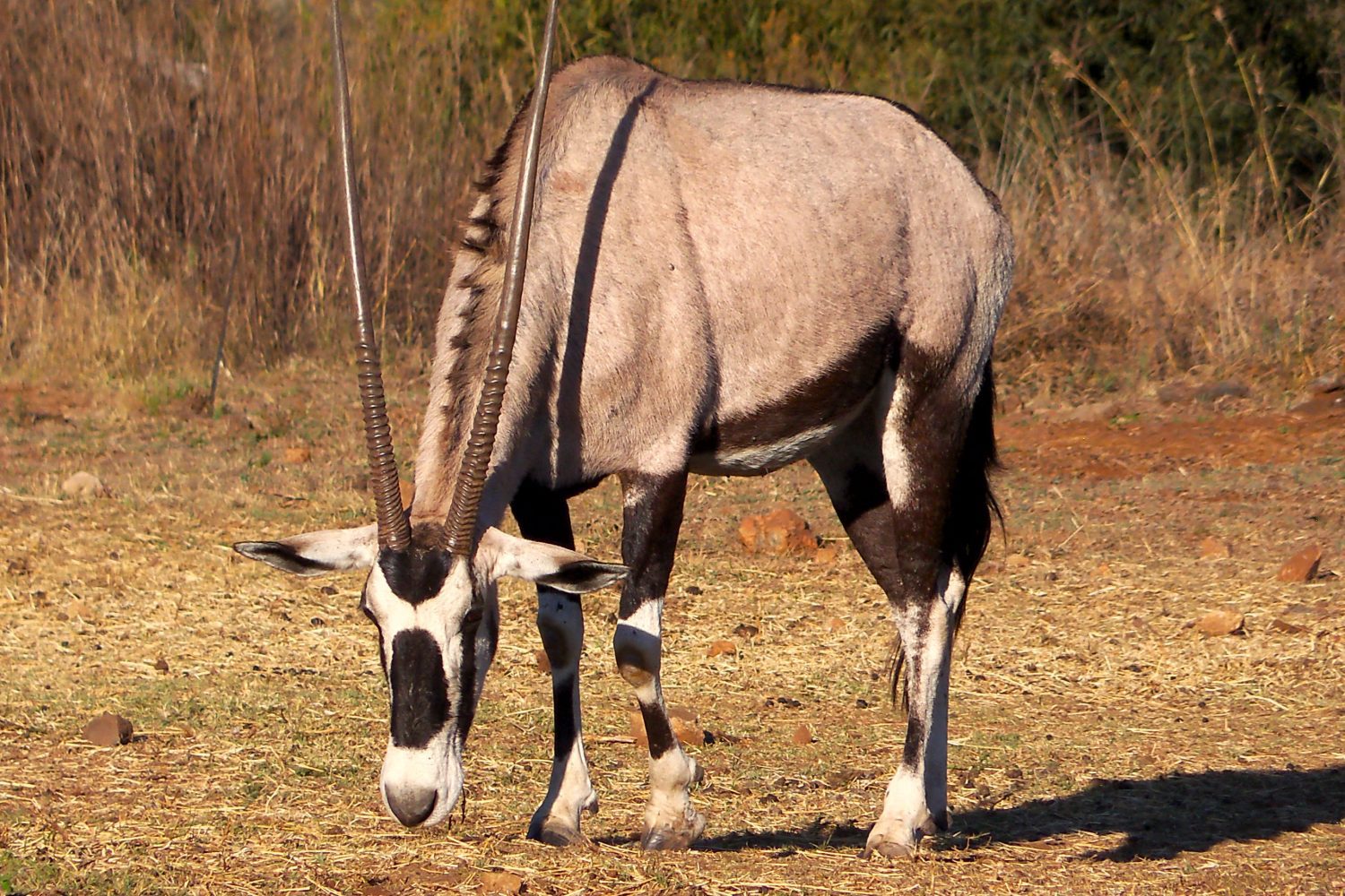 Gemsbok Oryx: See My Country Safaris