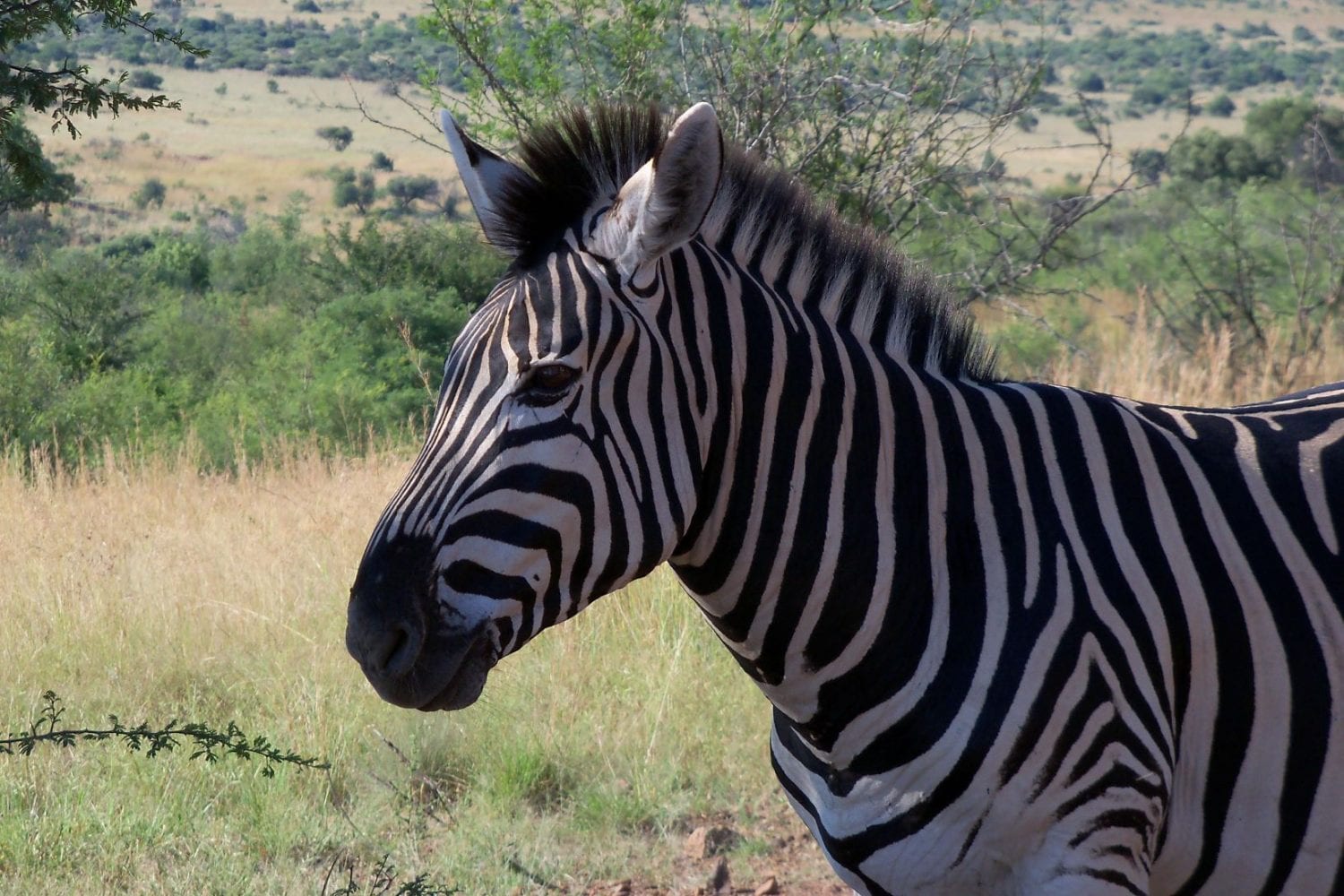 Zebra