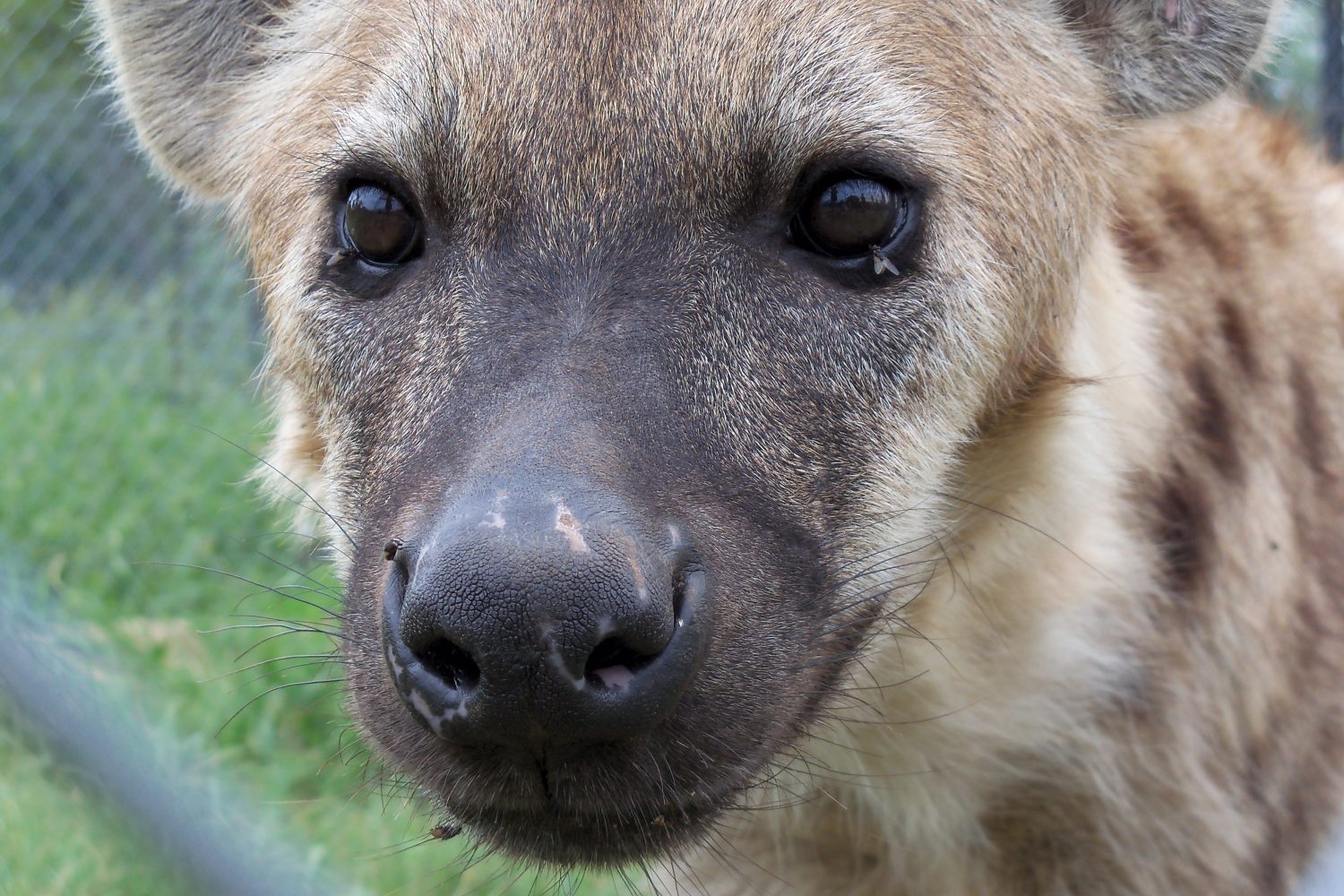 Curious Hyena