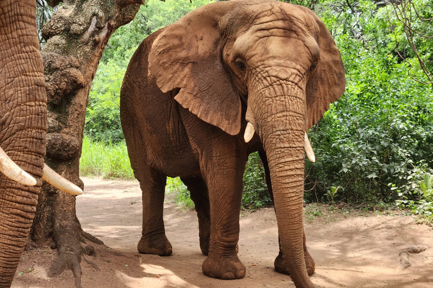 Elephant Taking a Stroll