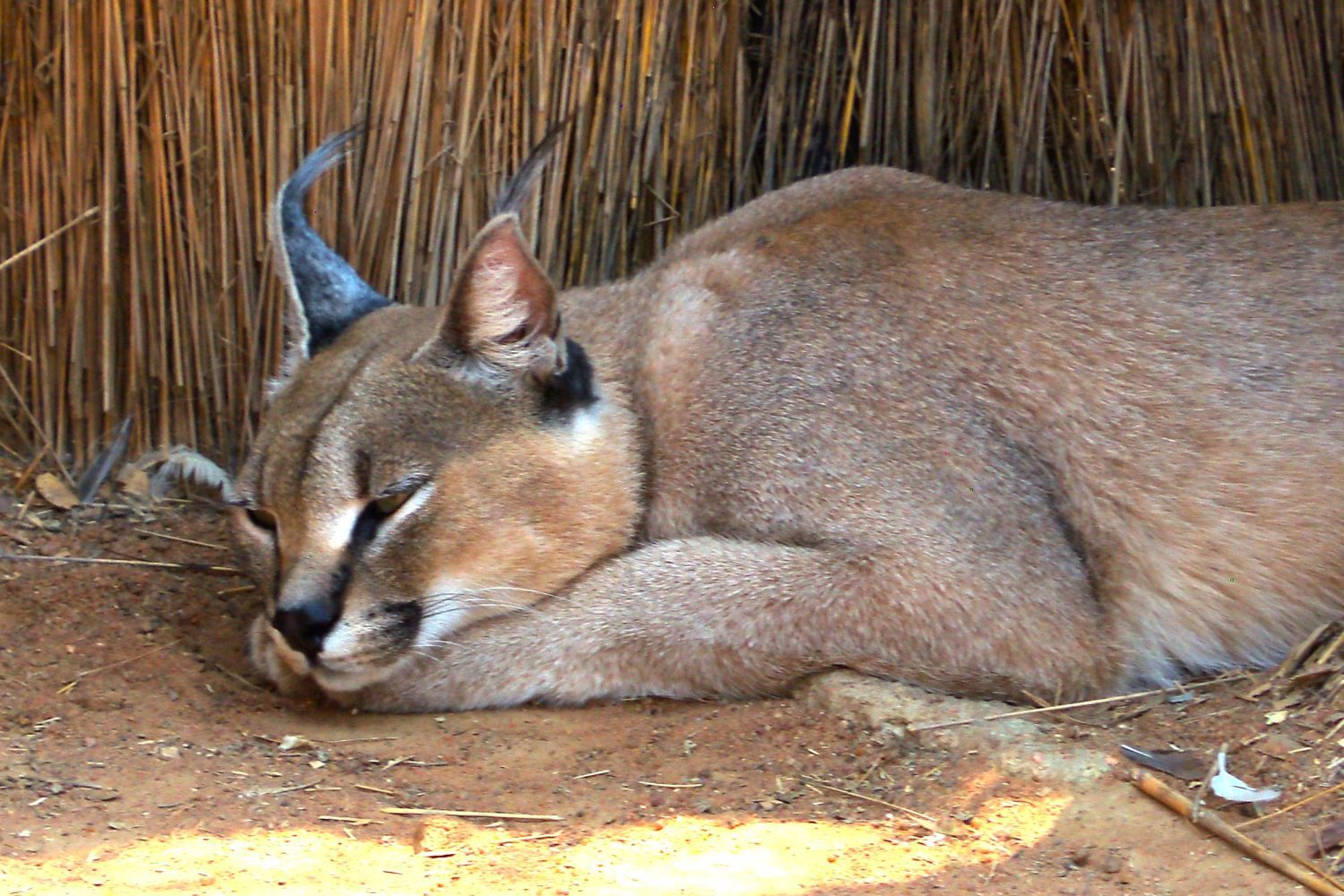 Caracal Sleeping