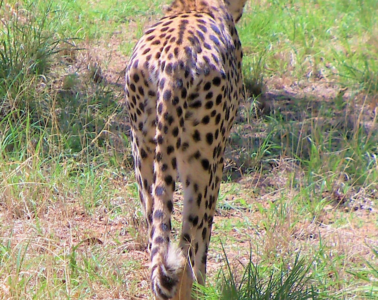 Cheetah Walking Away