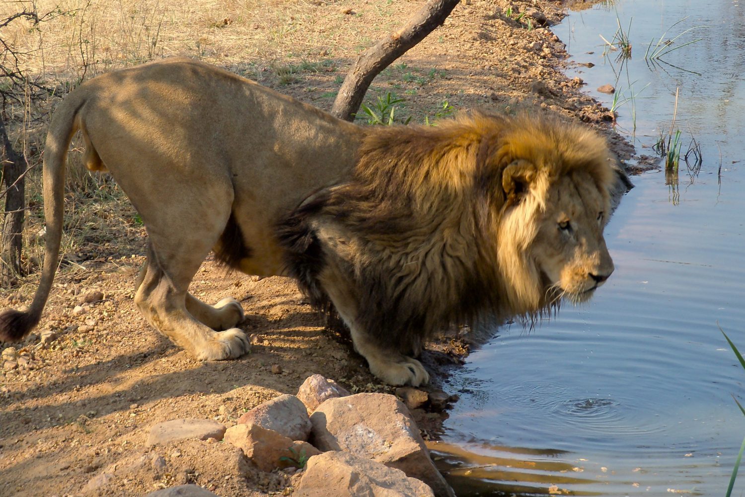 See My Country Safaris - Wildlife Lion Photography