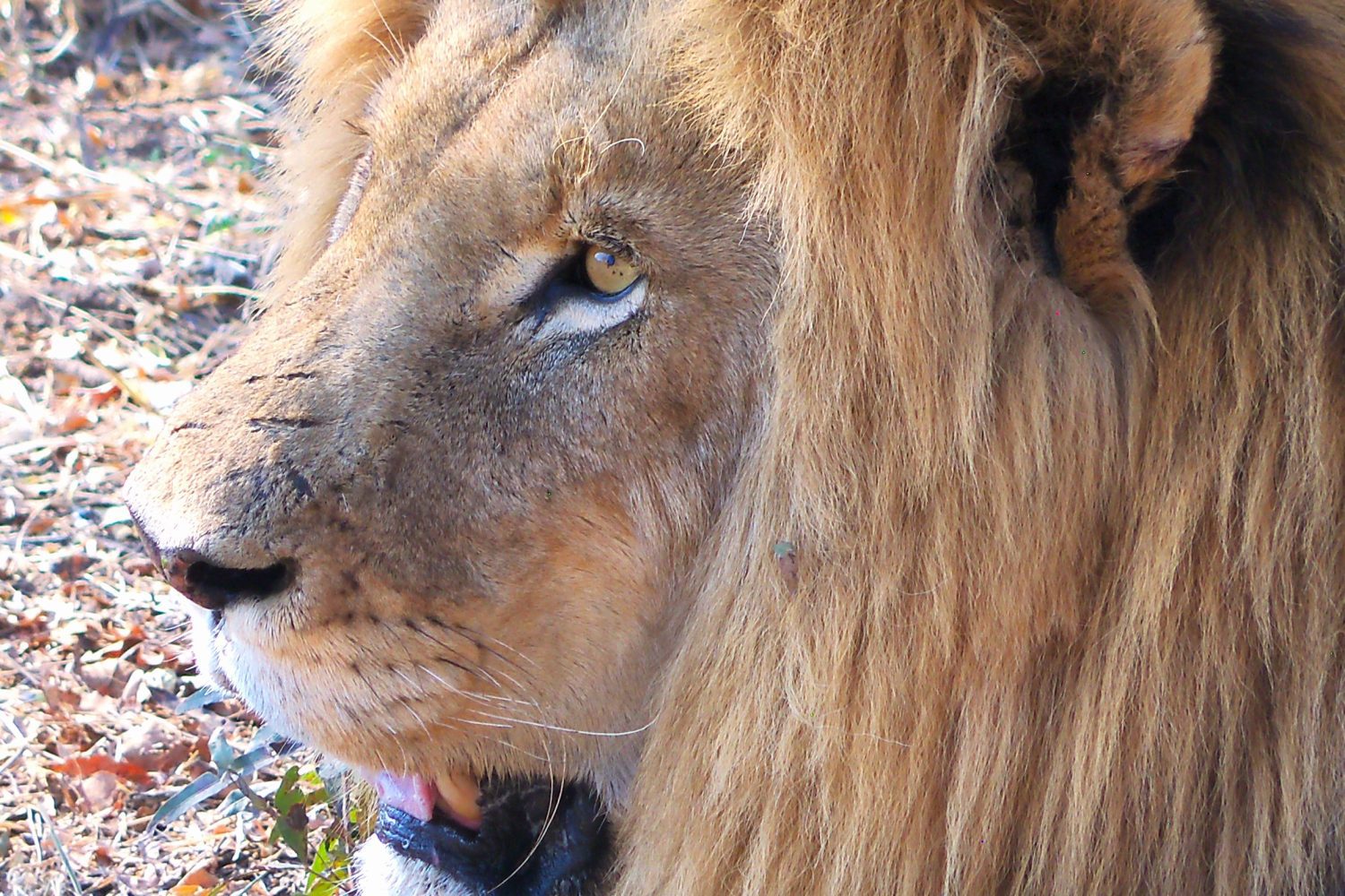 Lion Side Profile