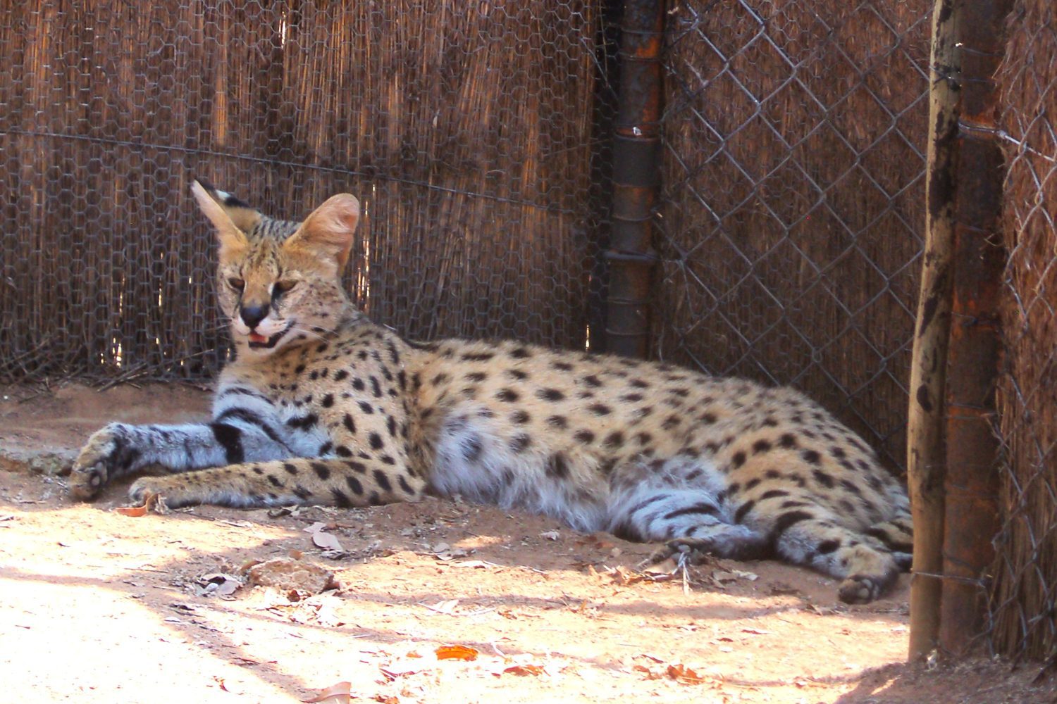 See My Country Safaris - Serval