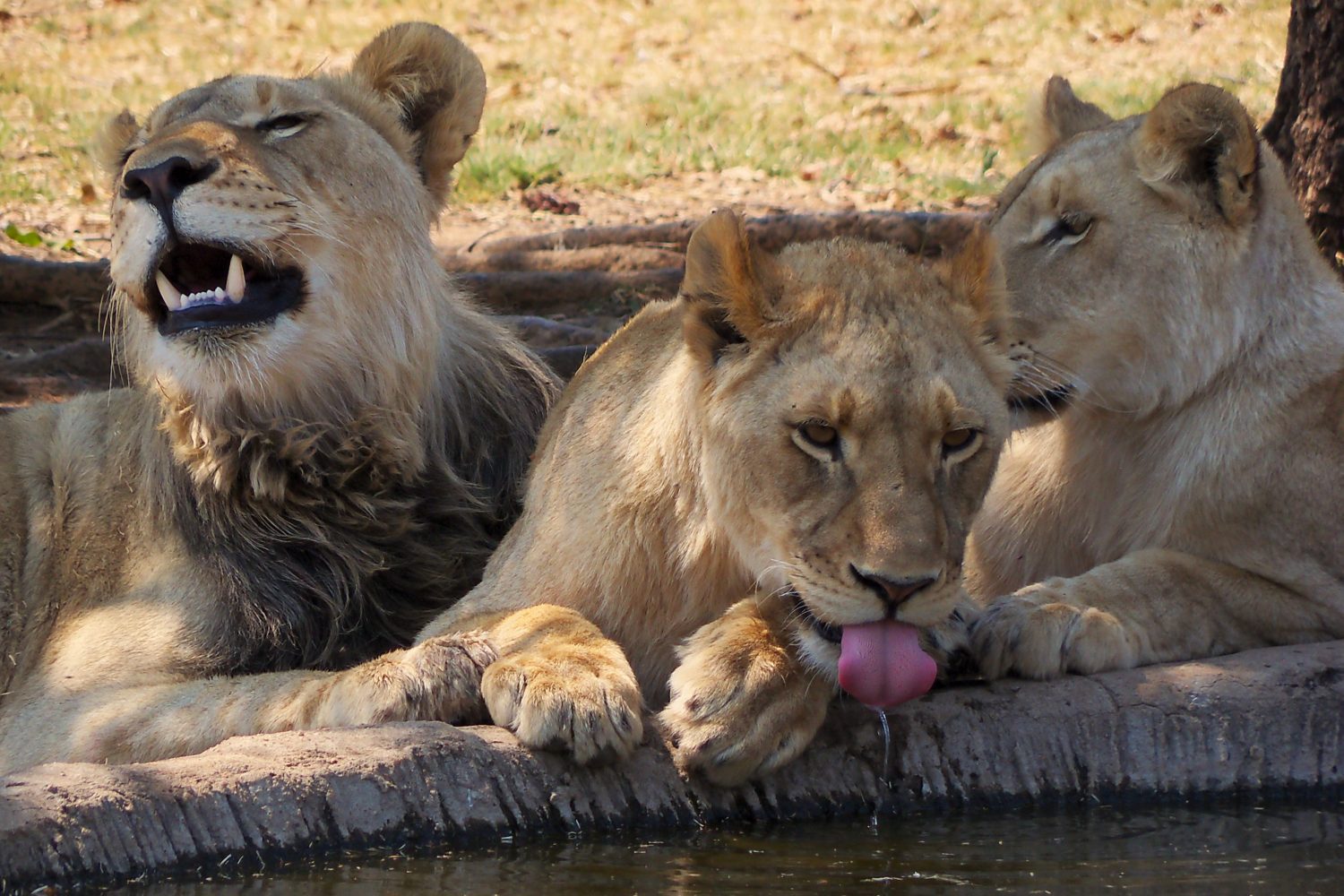 Kings of The Jungle: Lion Photography