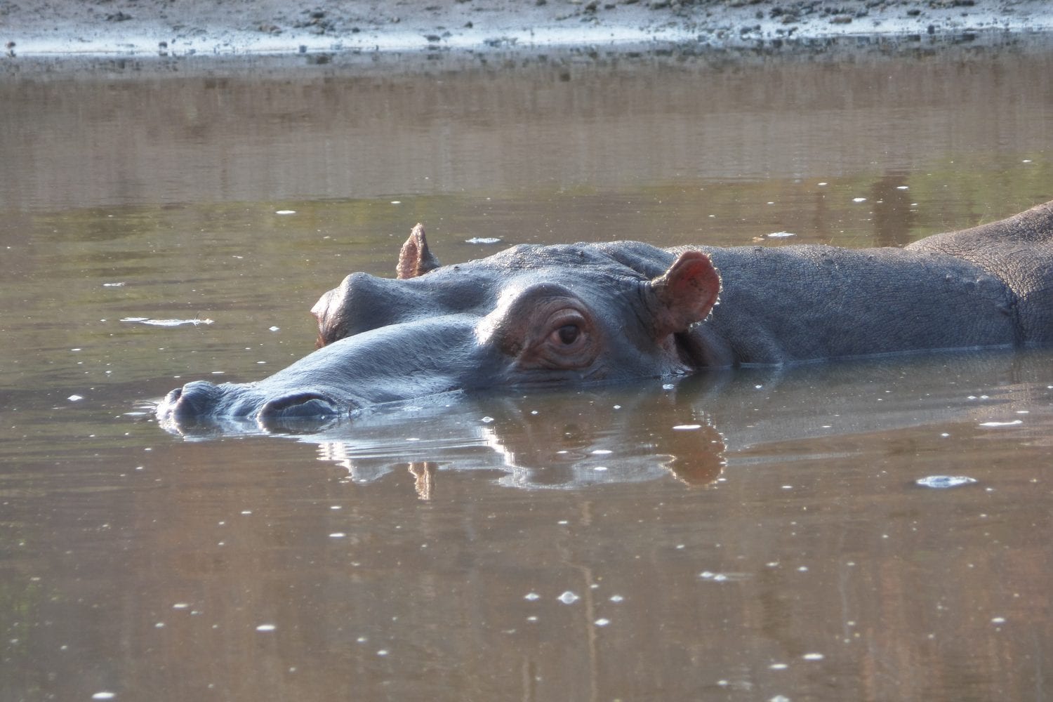 Mighty Hippo