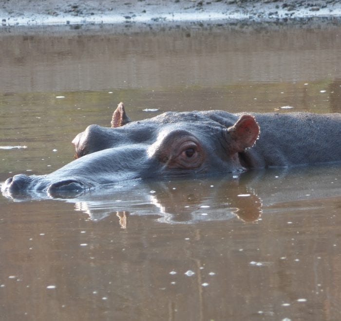 Mighty Hippo